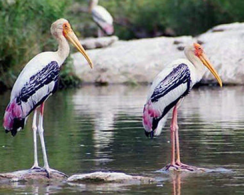 Rameshwaram Water Bird Sanctuary